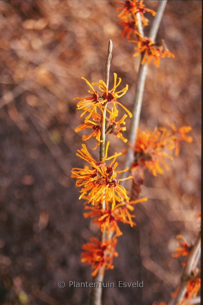 Hamamelis x intermedia ‘Aphrodite’