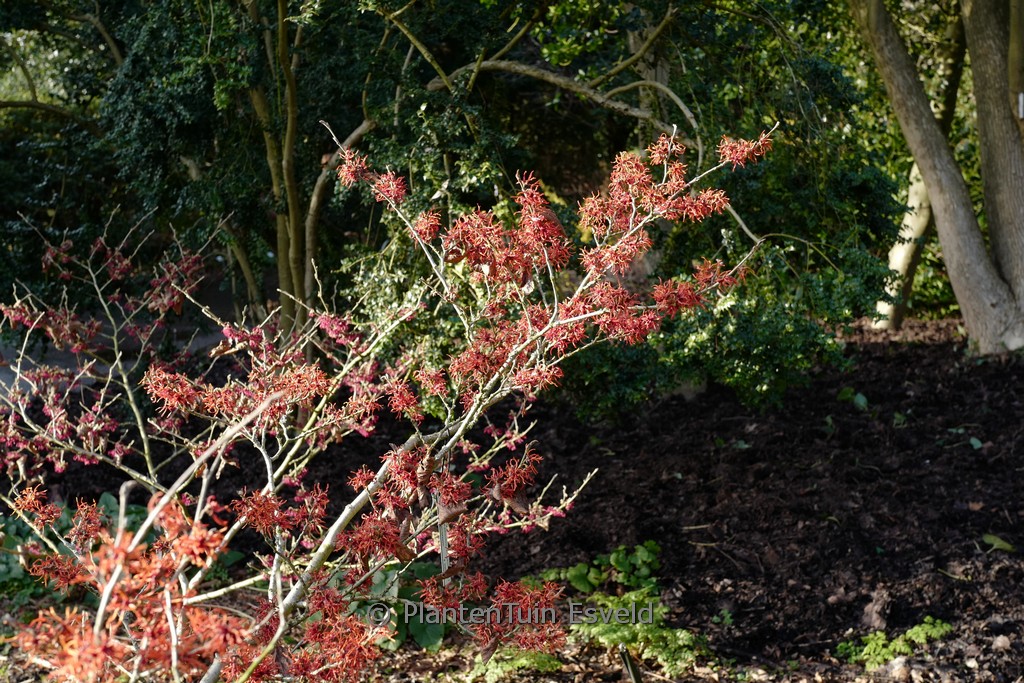 Hamamelis x intermedia ‘Arnhem’