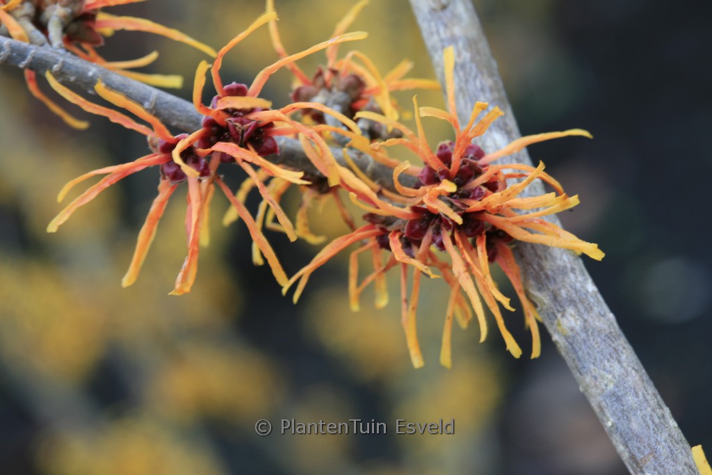 Hamamelis x intermedia ‘Basma’