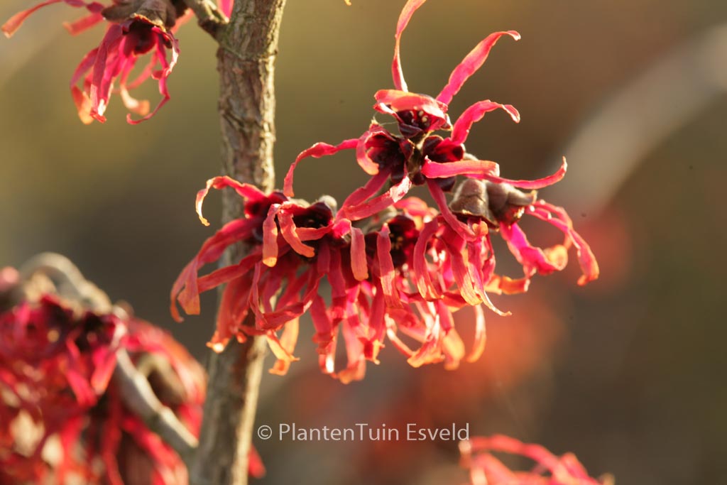 Hamamelis x intermedia ‘Diane’