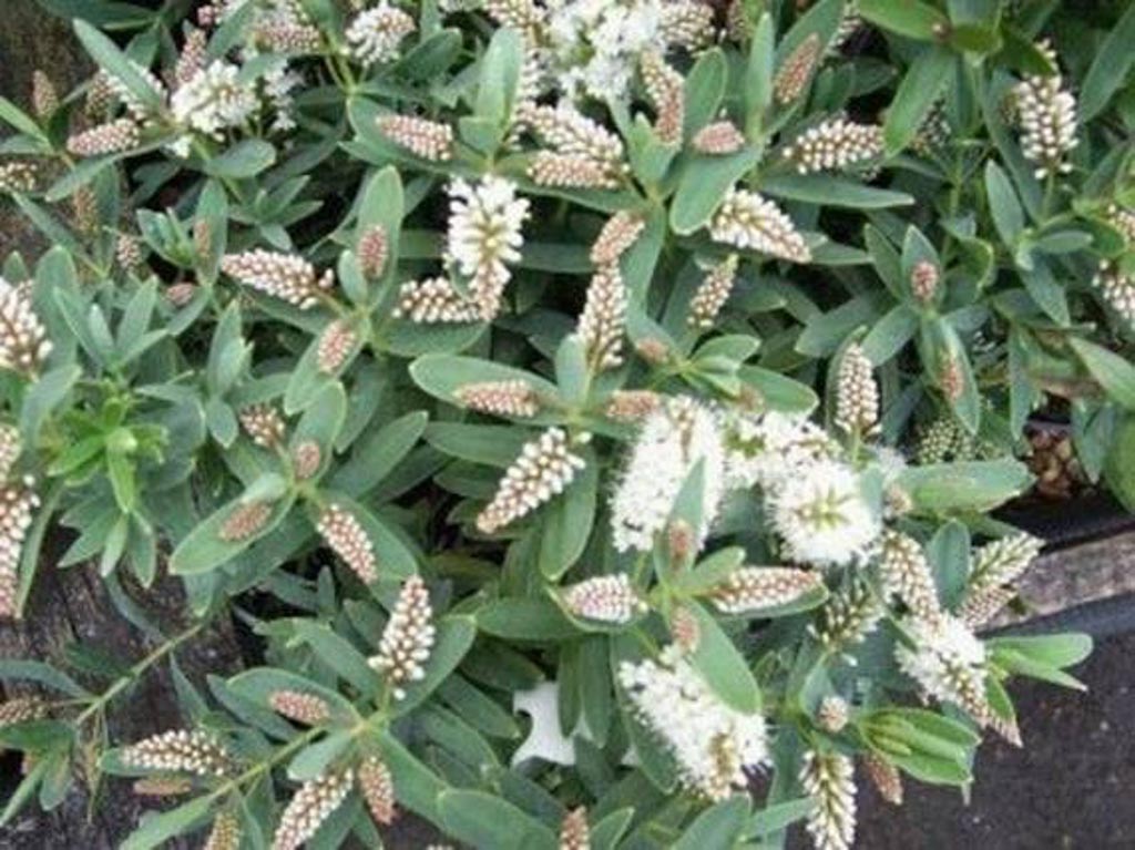 Hebe ‘Blue Star’