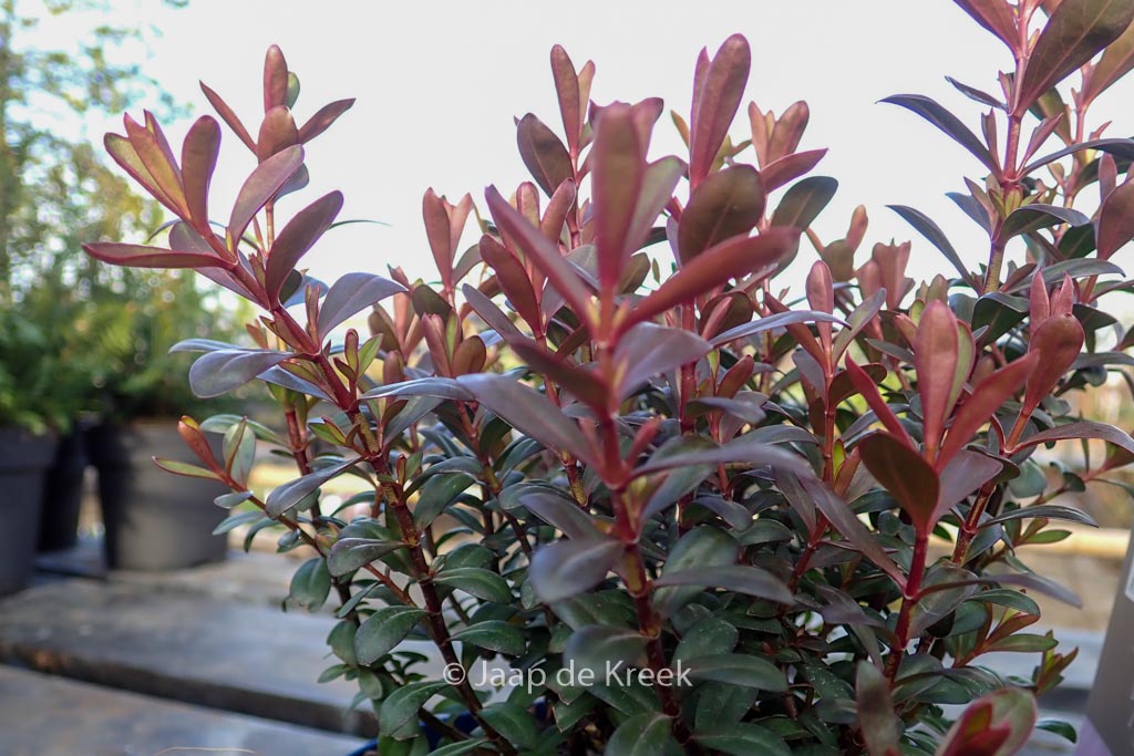 Hebe ‘Bronze Glow’