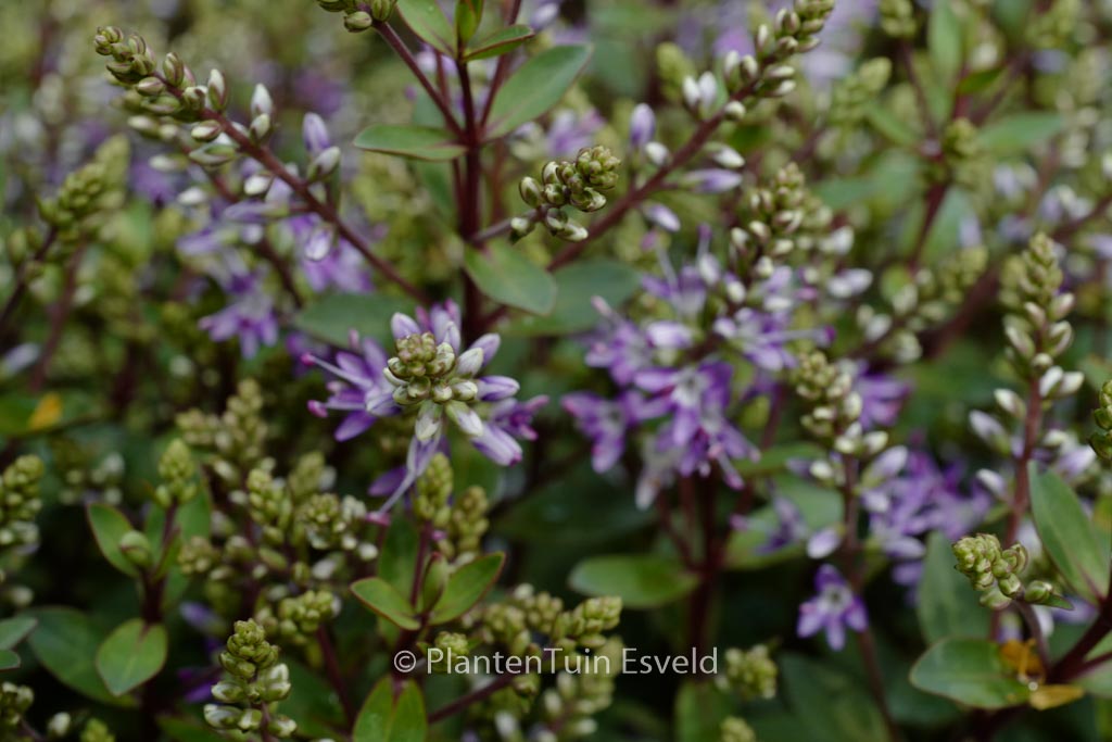 Hebe ‘Caledonia’