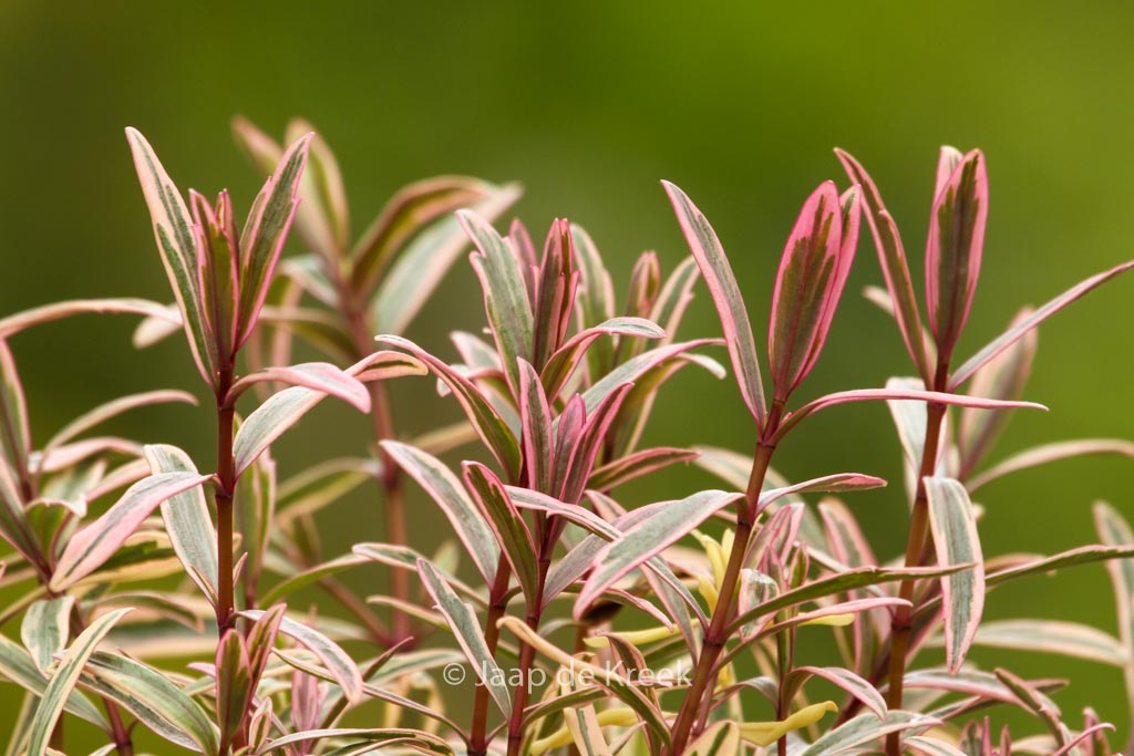 Hebe ‘Heartbreaker’