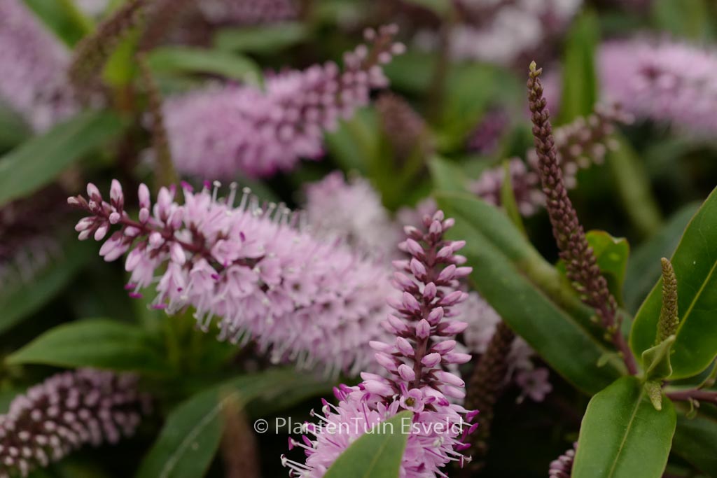 Hebe ‘Midsummer Beauty’