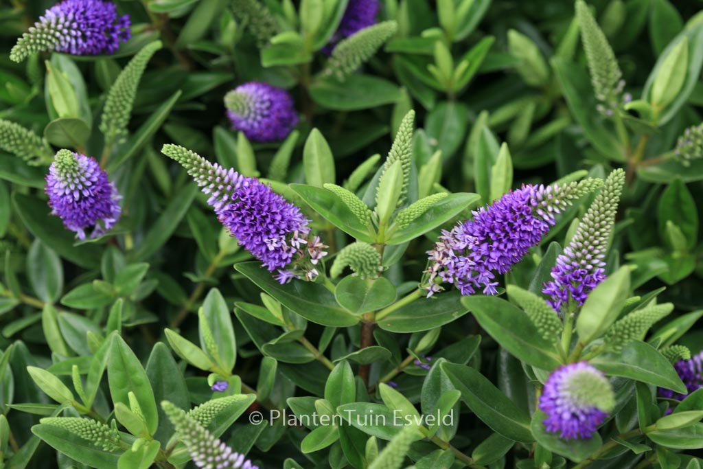 Hebe ‘Zakira’ (HEBEDONNA BRITTA)