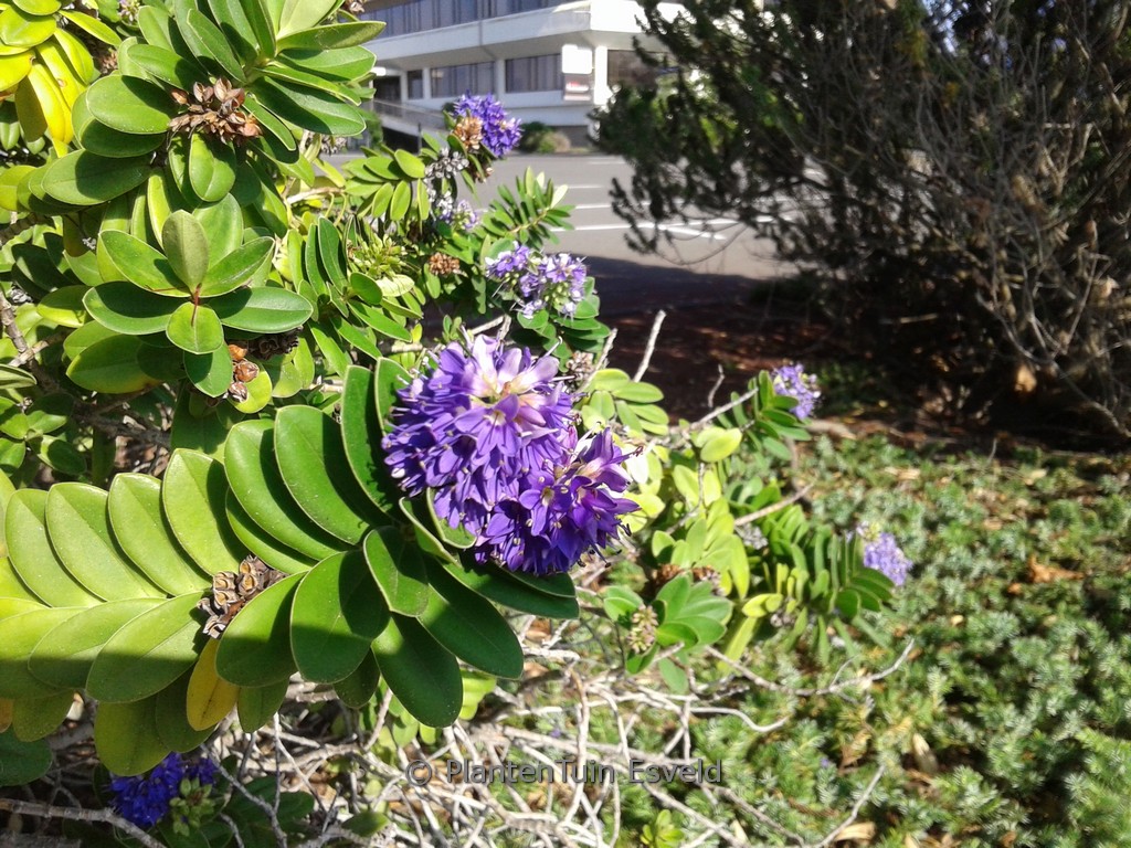 Hebe franciscana ‘Blue Gem’
