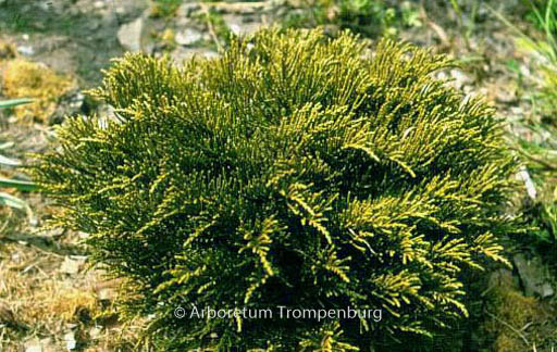 Hebe ochracea ‘James Stirling’