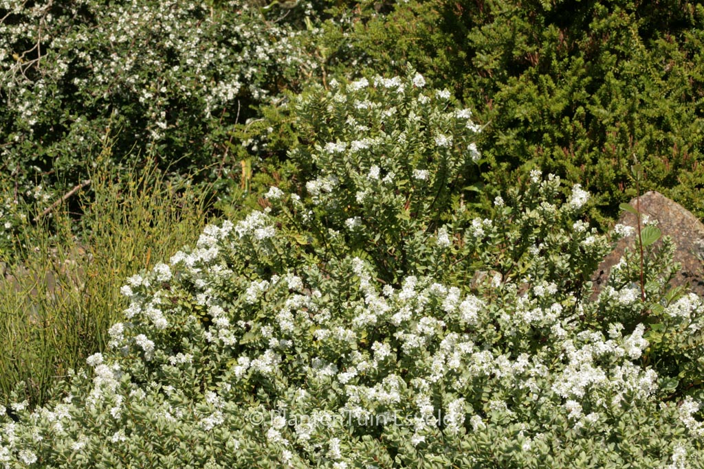 Hebe pinguifolia ‘Pagei’