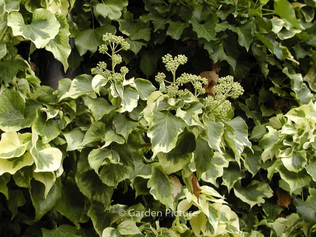 Hedera algeriensis ‘Gloire de Marengo’