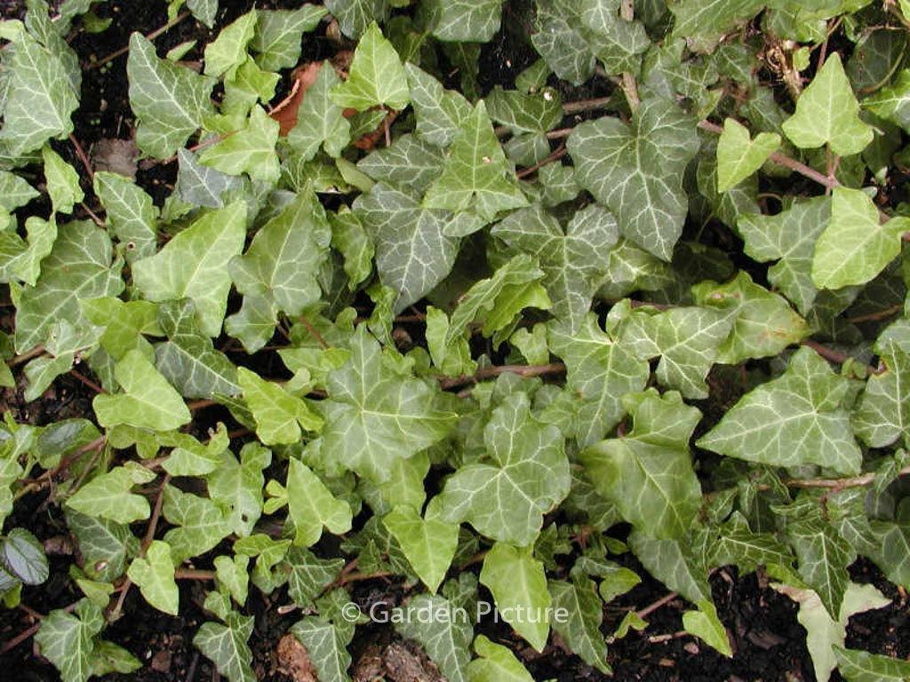 Hedera caucasigena ‘Tanja’