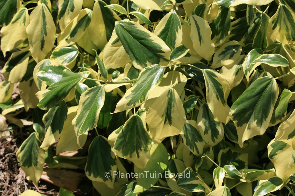 Hedera colchica ‘Dentata Variegata’