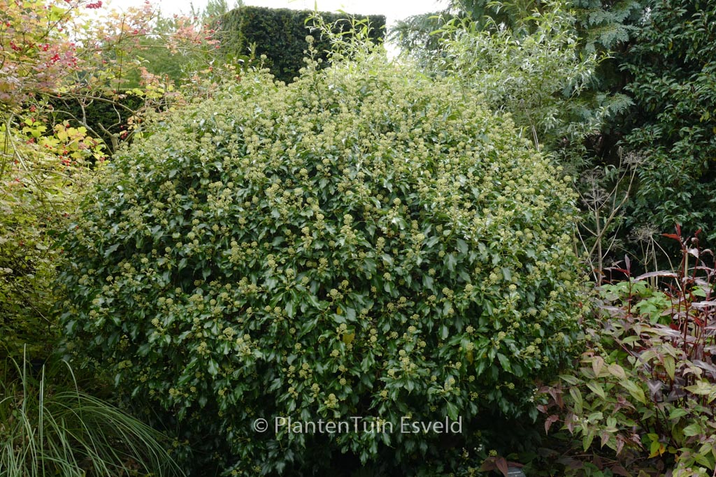 Hedera helix Arborescent Group