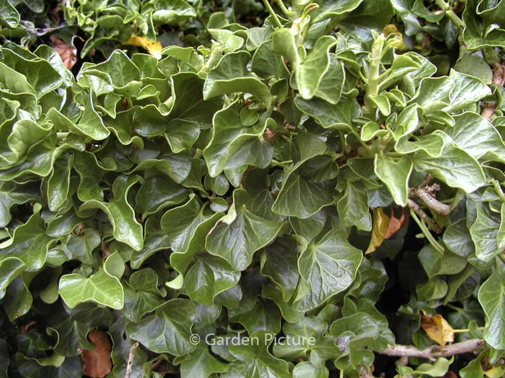 Hedera helix ‘Conglomerata’