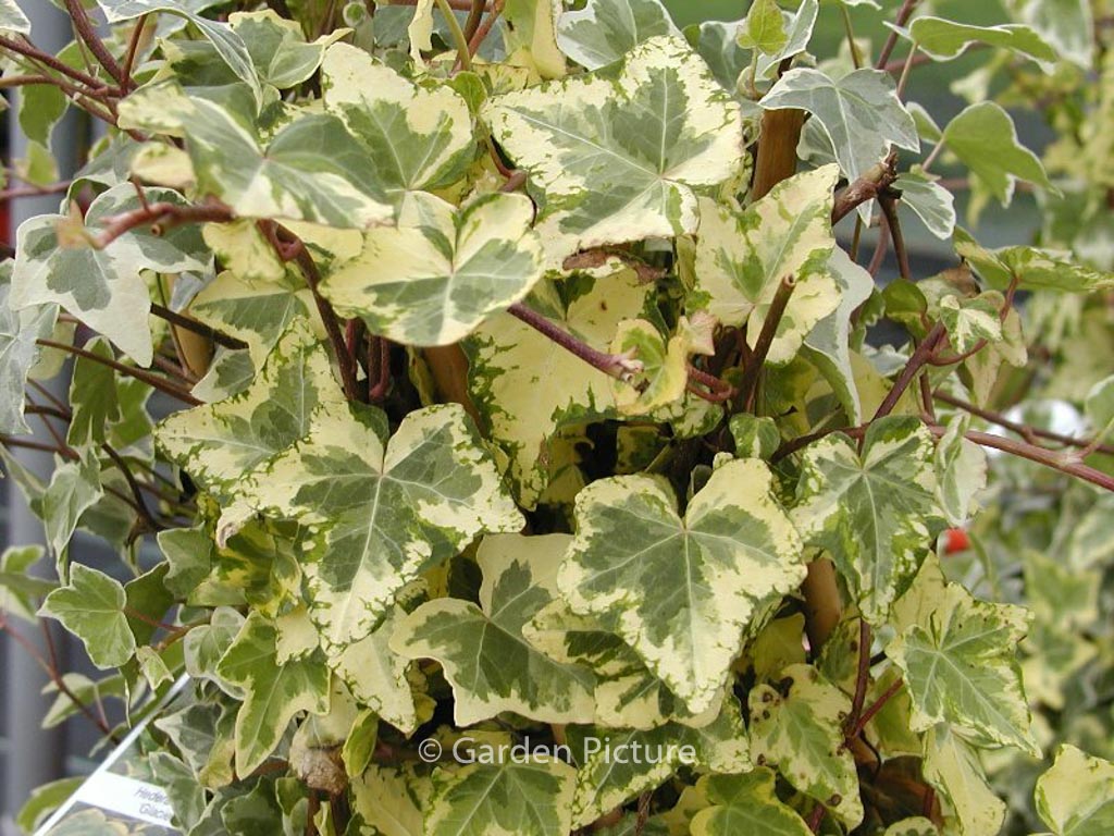 Hedera helix ‘Glacier’