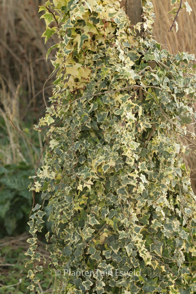 Hedera helix ‘Golden Kolibri’