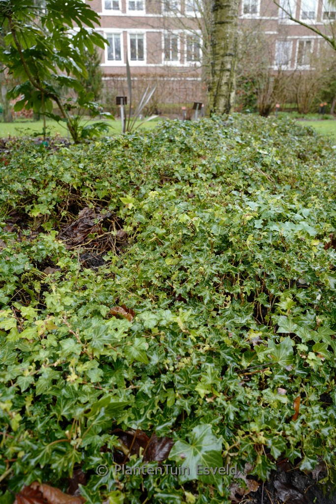 Hedera helix ‘Green Ripple’