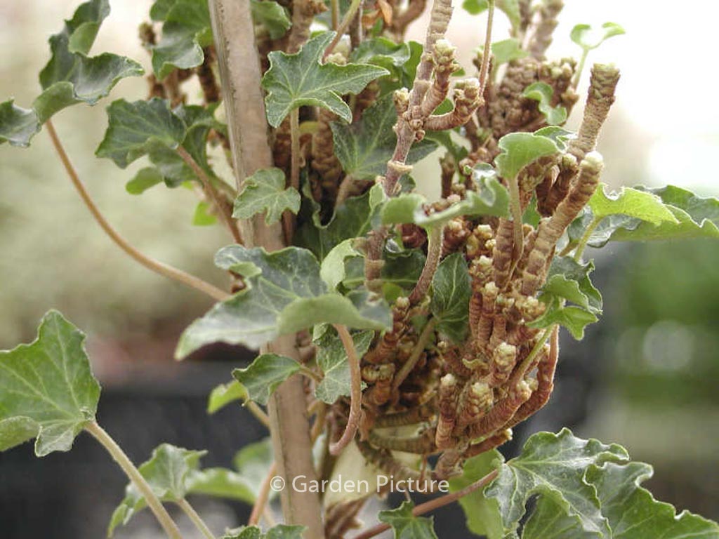 Hedera helix ‘Ivalace’