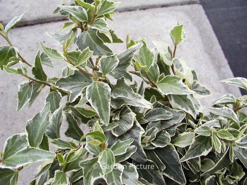 Hedera helix ‘Little Diamond’