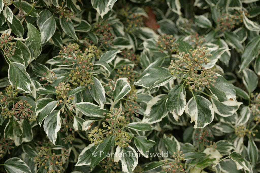 Hedera helix ‘Marginata Elegantissima’