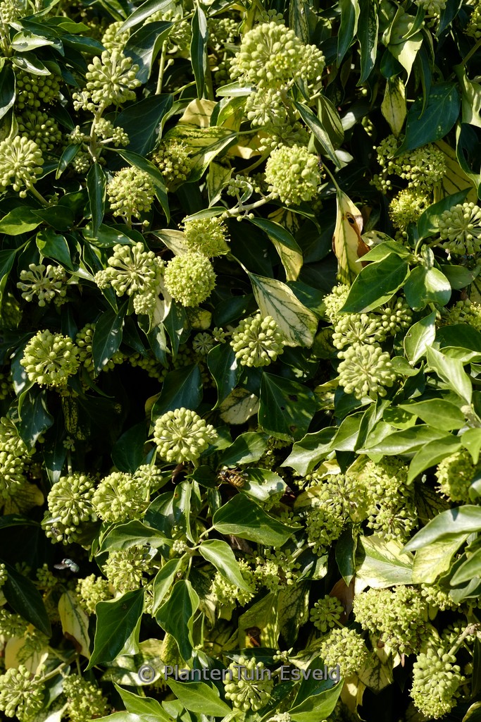 Hedera helix ‘Mary Eggins’ (Arborescent Group)