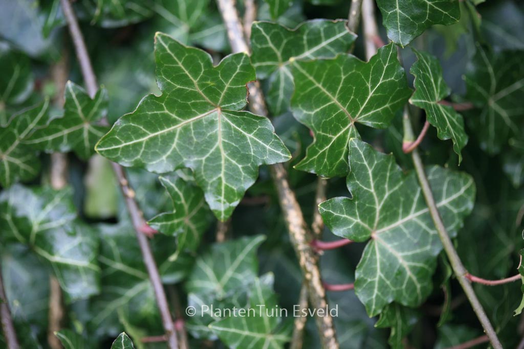 Hedera helix ‘Thorndale’