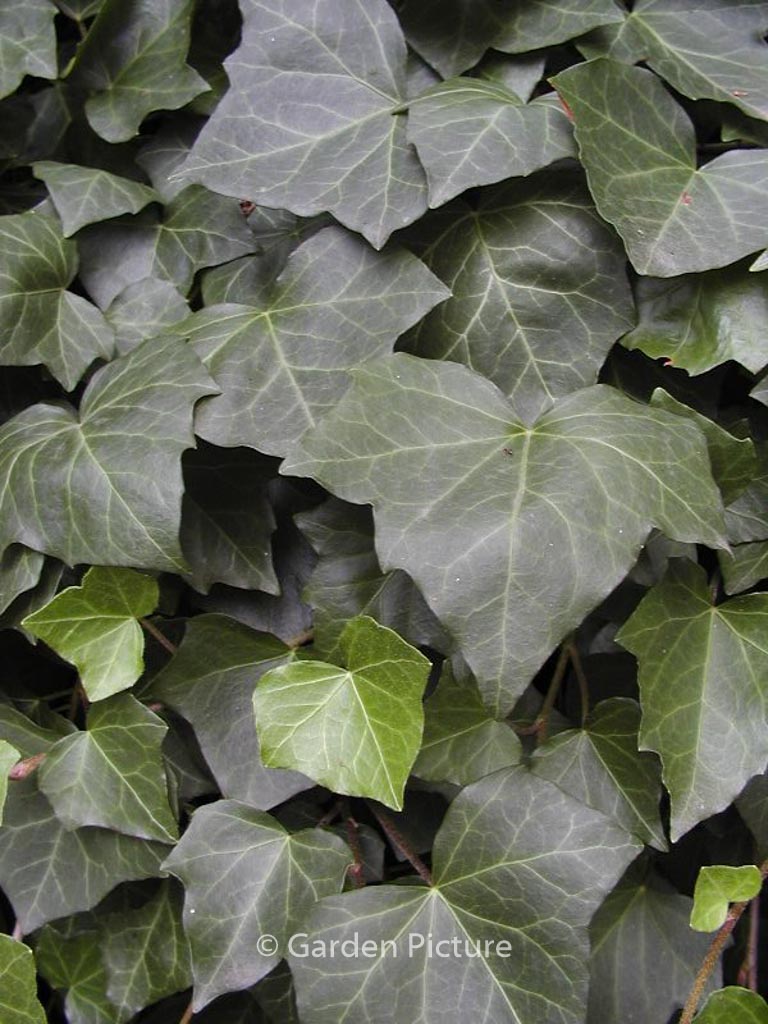 Hedera helix ‘Woerner’