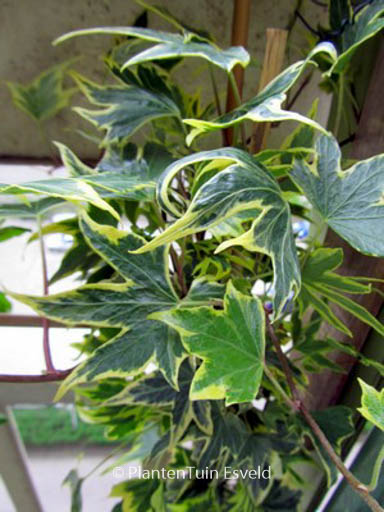 Hedera helix ‘Yellow Ripple’