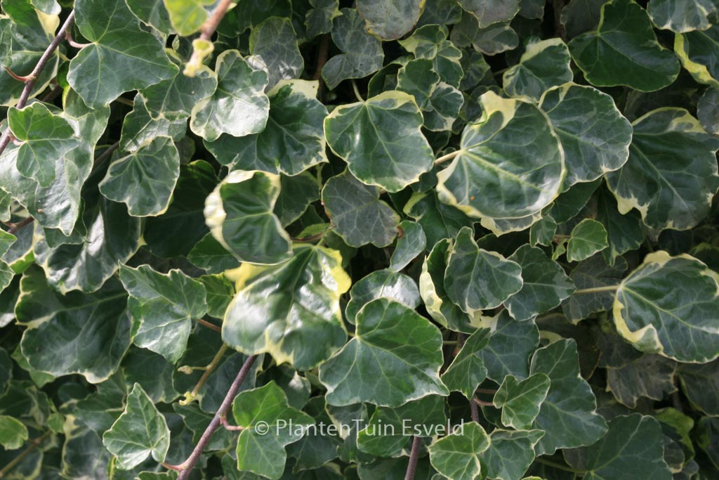 Hedera hibernica ‘Sulphurea’
