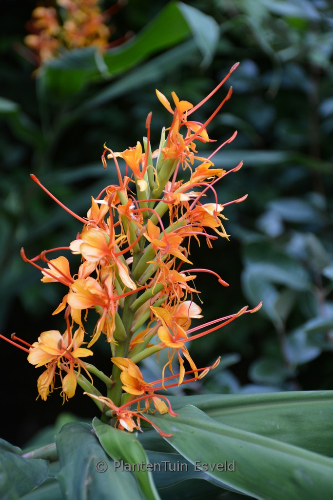 Hedychium ‘Tara’