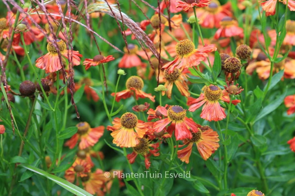 Helenium ‘Baudirektor Linne’
