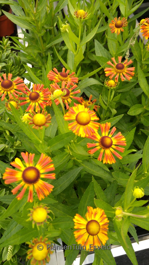 Helenium ‘Betty’ (UFO)