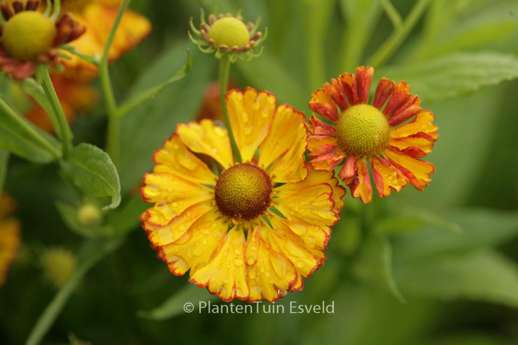 Helenium ‘Can Can’