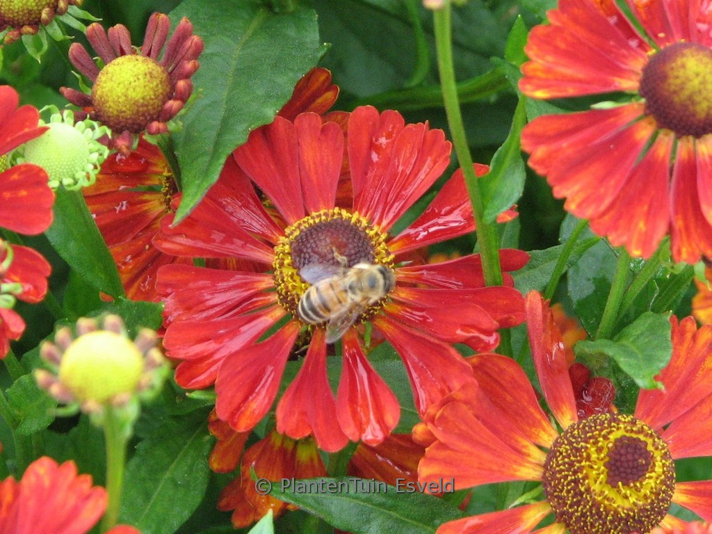 Helenium ‘Dunkle Pracht’