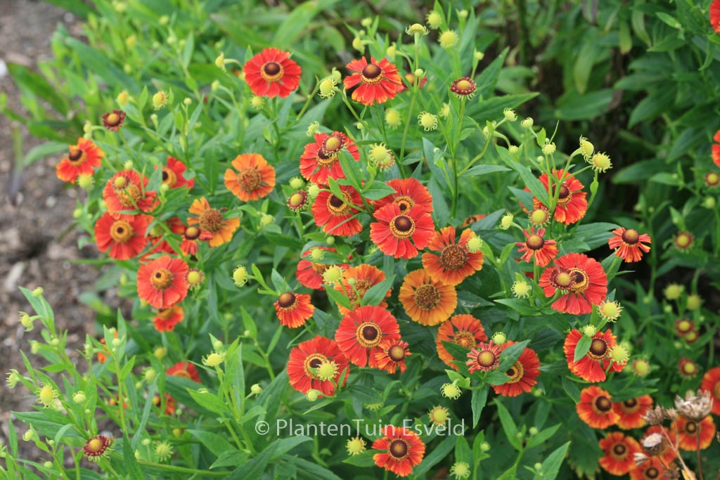 Helenium ‘Flammendes Kaethchen’