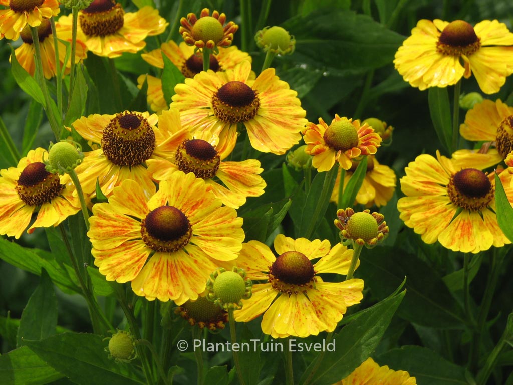 Helenium ‘Goldrausch’