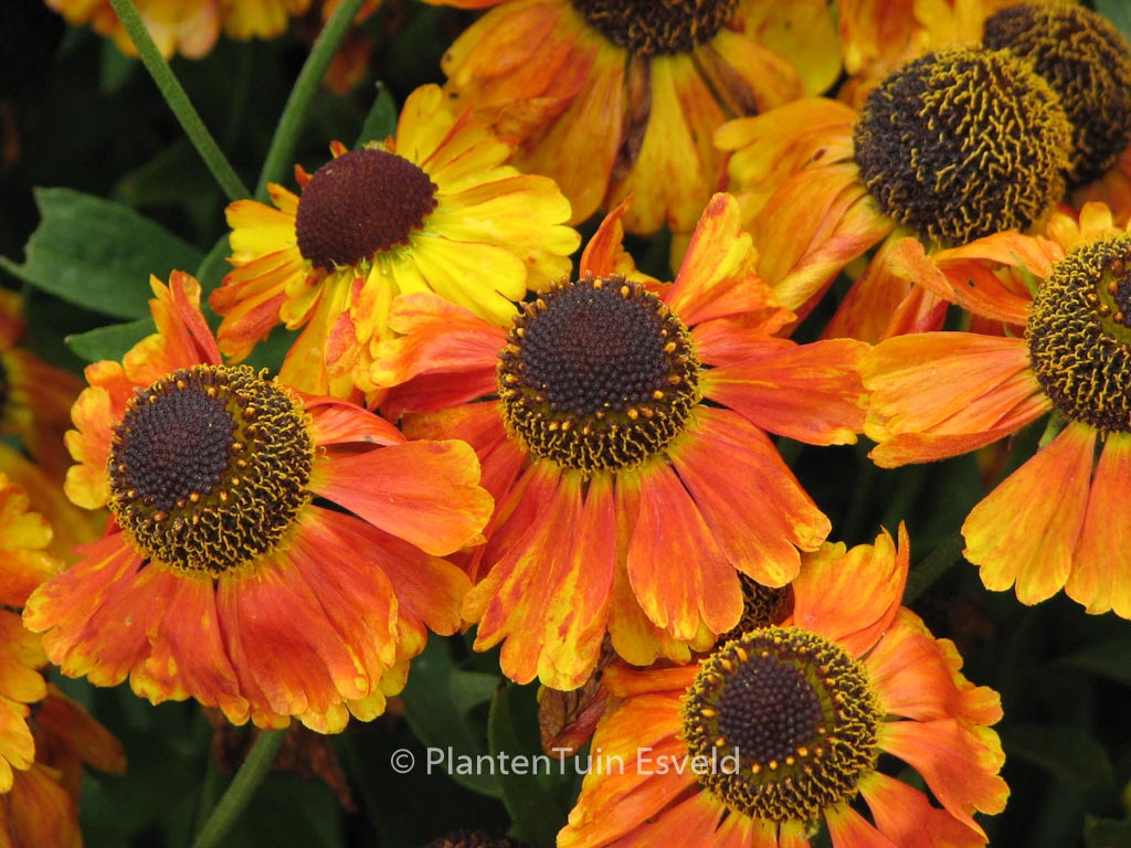 Helenium ‘Helbro’ (MARDI GRAS)