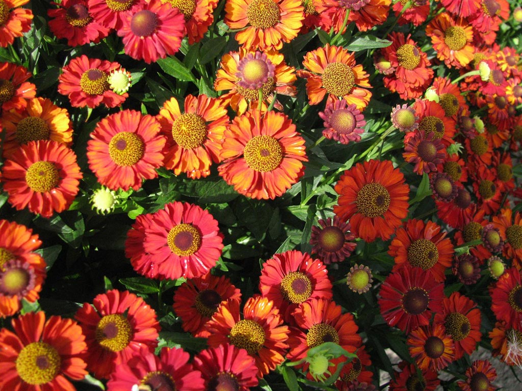 Helenium ‘Hot Lava’