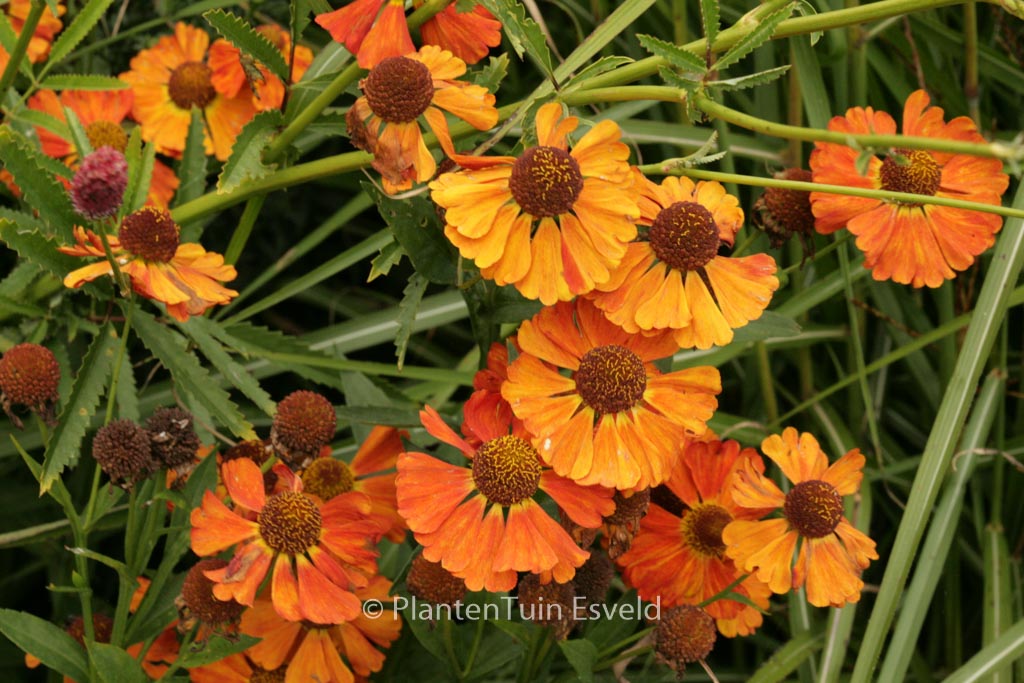 Helenium ‘Indianersommer’