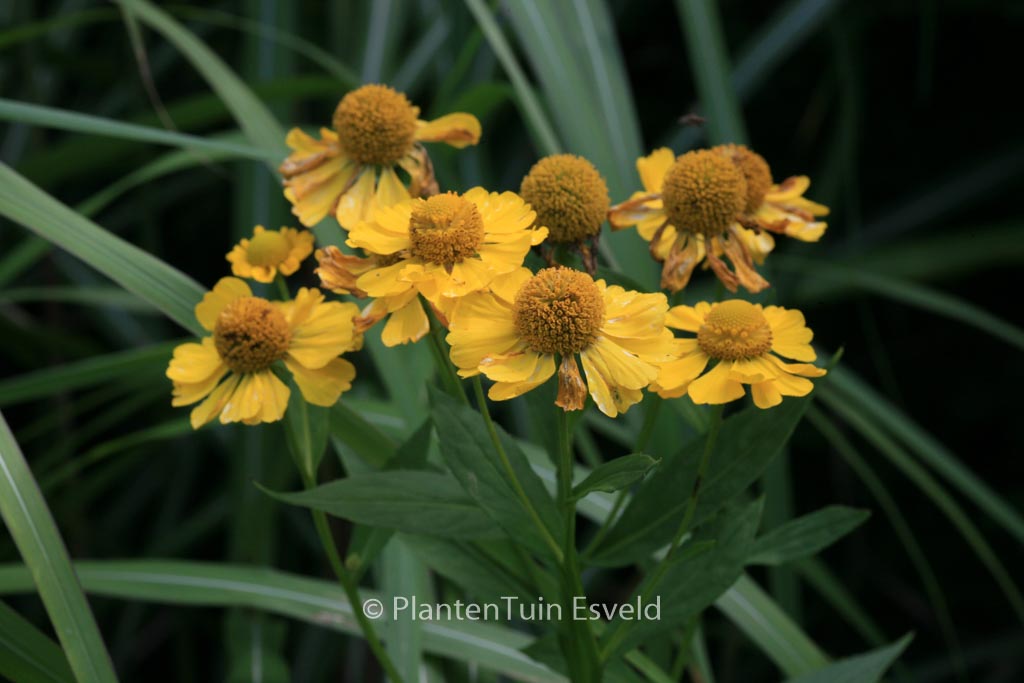 Helenium ‘Kanaria’