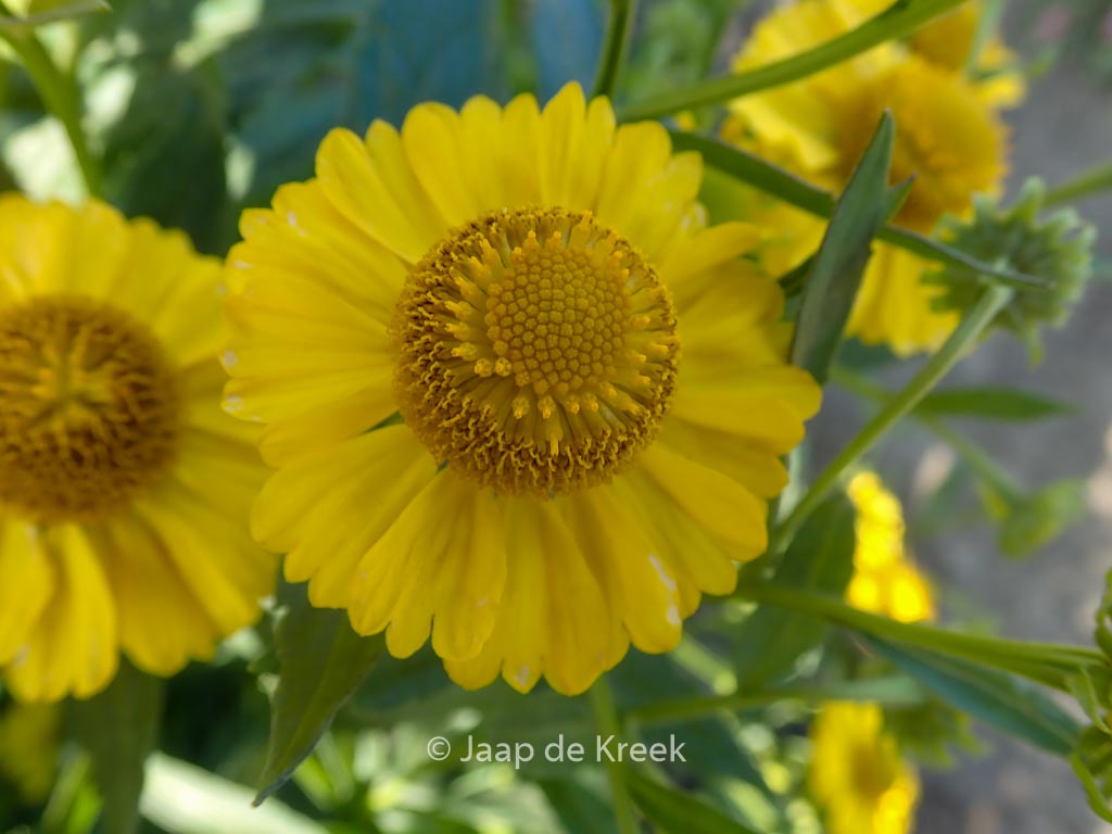 Helenium ‘Kugelsonne’