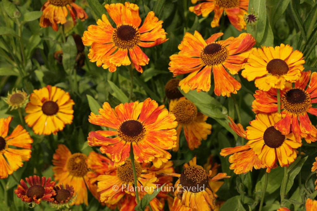Helenium ‘Kupfersprudel’