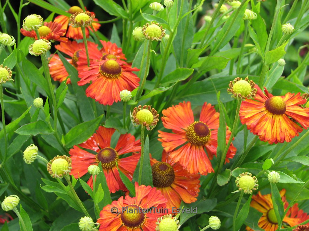 Helenium ‘Kupferziegel’