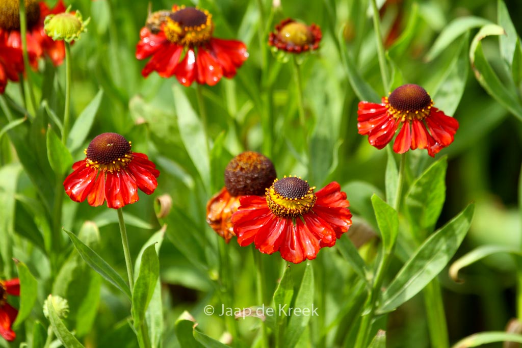 Helenium ‘Kupferzwerg’