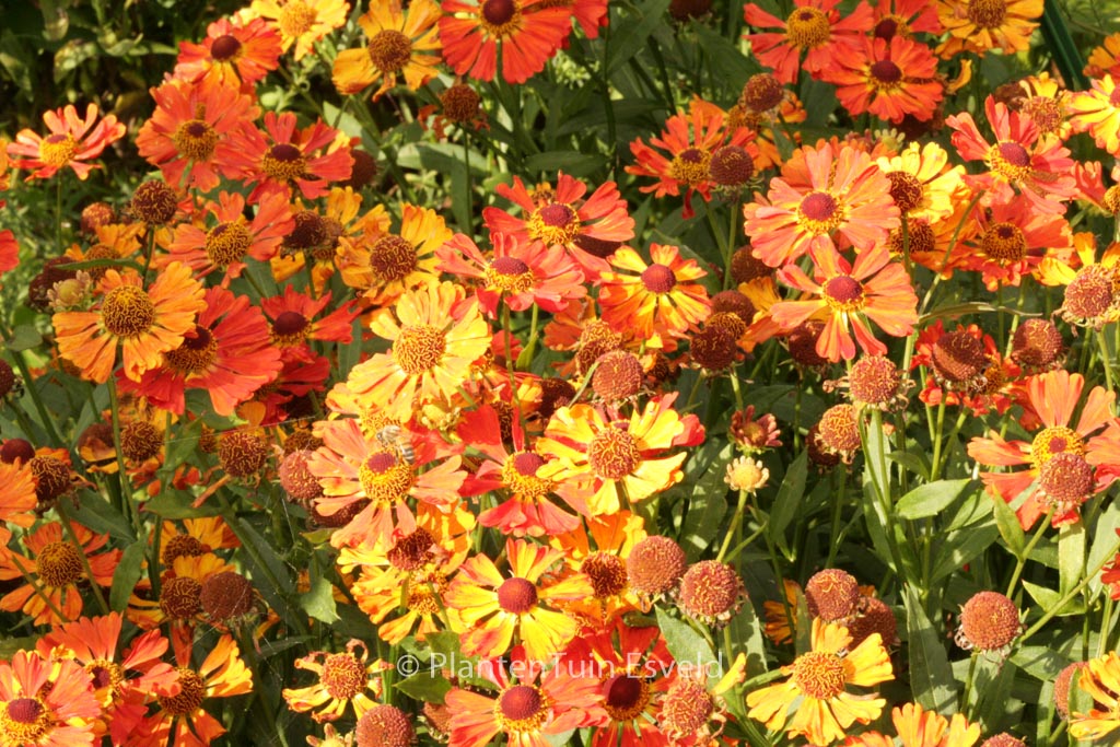 Helenium ‘Little Orange’