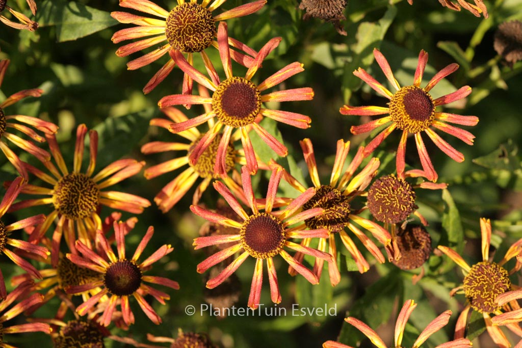 Helenium ‘Loysder Wieck’
