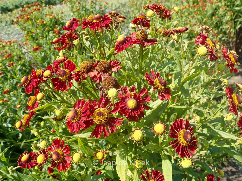 Helenium ‘Mahagoni’