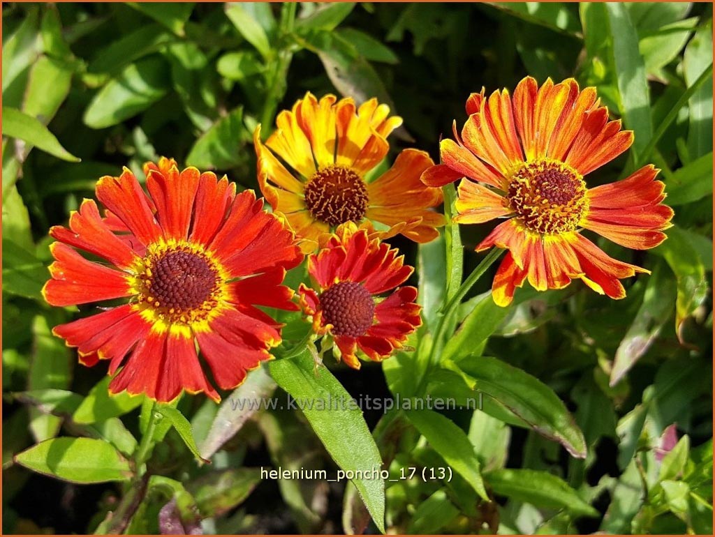 Helenium ‘Poncho’