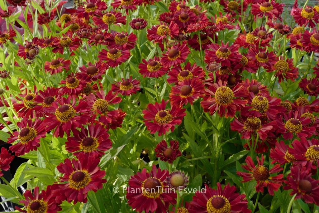 Helenium ‘Ranchera’