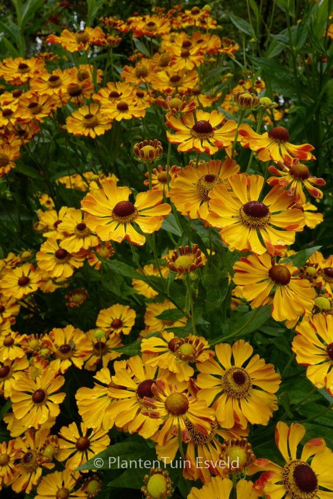 Helenium ‘Rauchtopas’